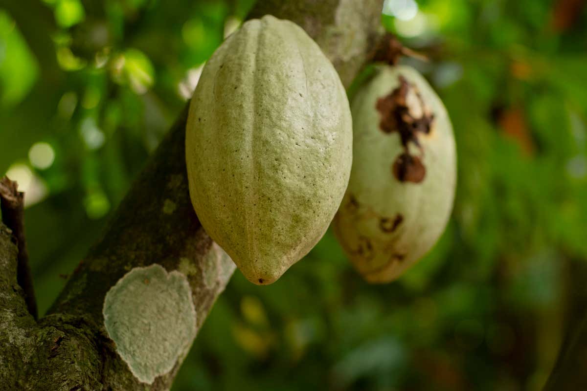 Domori Professional: la linea di cioccolato pensata per chef e pasticceri Domori Professional: la linea di cioccolato pensata per chef e pasticceri